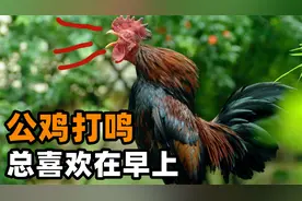 公鸡为什么喜欢在早上鸣叫？难道它知道时间？