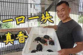 老林用西红柿喂乌龟，黄缘龟一口吃一块，真香