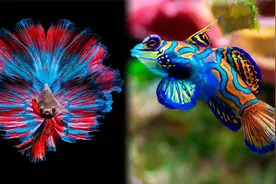 世界上最美的5种鱼，水族馆最爱养的观赏鱼！