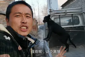 亲戚刚买一只纯种黑狼犬，四个月就长这么大了，看看值多少钱一斤视频封面