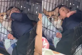 萌娃强行挤进狗窝和狗同睡，狗被挤在角落脸上写满委屈，场面爆笑视频封面