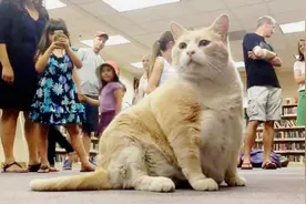书店老板好心收留的流浪猫，没想到竟是一只“招财猫”！视频封面