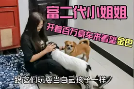 小姐姐开着百万豪车来看望被救助的流浪狗，看到金巴那一刻心痛了视频封面