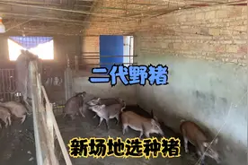 给新猪场选种猪，10亩场地养殖500头二代野猪，看了后还算满意！视频封面