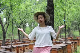 野生蜂蜜跟家养蜂蜜的区别？你知道吗？蜂妹来科普