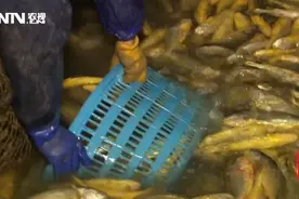 每天这么做，村里活海鲜全揽到手~成了宁波水产市场海鲜生意头牌~视频封面