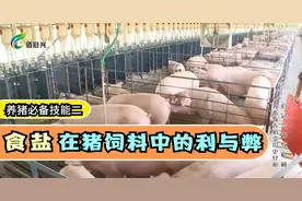 养猪必备技能：猪饲料里能否加入食盐？养殖户不了解的秘密视频封面