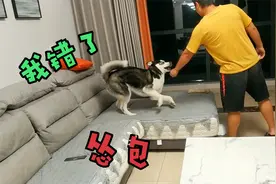 二哈张牙舞爪的跟主人干架，一看主人拿板砖，就立马认怂拔腿就跑视频封面