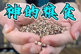试吃被古印加人奉为神的粮食，来自秘鲁的藜麦！视频封面