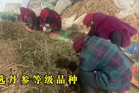 河南商丘中药材丹参已收获，几十人在挑选丹参等级，看完别激动视频封面