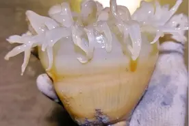 海葵两个巴掌大，泥里拔出像个大萝卜，原来它肚子里全是水视频封面