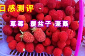 简单对比下覆盆子和蓬蘽以及草莓的口感 大家最喜欢吃哪种呢视频封面