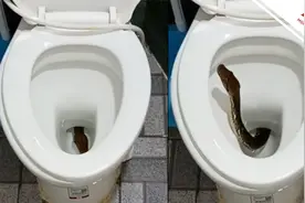 泰国一男子家中马桶内钻出一条蛇 视频拍下长蛇“探头张望”画面视频封面
