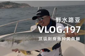 刺激的海水路亚，大战顶级刺身鱼种黄条鰤视频封面