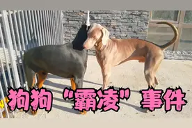 杜宾犬趴着不想动，主人喂它狗粮也不吃，它这是怎么了？视频封面