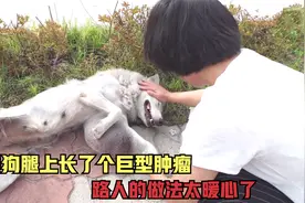 流浪狗腿上长了个巨型肿瘤，生命危在旦夕，路人的做法太暖心了！视频封面