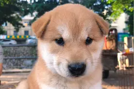 赶集看上一条梦中情狗，可做伴侣犬，温顺粘人视频封面