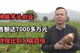 小伙种植芋头创业，年销售额达7000多万元，单价凭啥比别人高四倍视频封面