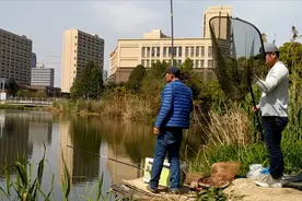 玉米钓青鱼，八号大线六号子线中鱼后，旁边钓友都激动了#钓友记#