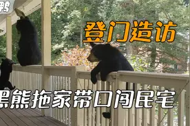 拖家带口的黑熊闯入民宅觅食，几个月后登门造访以示感谢视频封面
