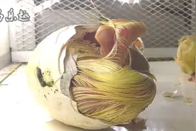 出壳全过程：实拍鸭子出壳瞬间，摄影师记录下这一刻