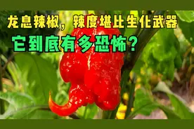 辣椒界的“扛把子”龙息辣椒，辣度堪比生化武器，它到底有多恐怖视频封面