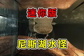 网购买了只小怪兽当宠物养，脖子又长又歪，长得跟尼斯湖水怪一样视频封面