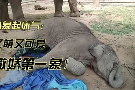 小象也有起床气！又是撒娇第一象视频封面