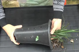 养兰花，植料用多久需要更换？视频封面