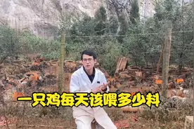 养鸡秘诀：一只鸡每天该喂多少料？怎么喂才能省下最多的成本？视频封面