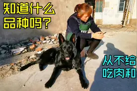 上海郊区阿姨，把名犬当土狗养，只喂玉米稀饭，这品相值多少钱