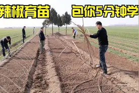 5分钟教你学会辣椒育苗，注意好这几个重要步骤，来年不为苗发愁视频封面