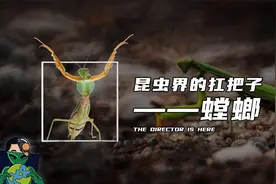 昆虫界的扛把子——螳螂视频封面