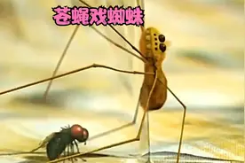 苍蝇被困在水杯中，蜘蛛打算进行抓捕！视频封面