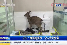 一只梅花鹿误入大连马栏河入海口附近河道，众人合力营救鹿妈妈视频封面