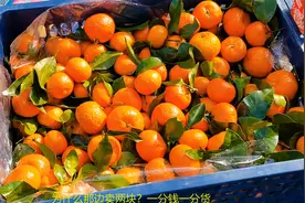 买沙糖桔子时，大的甜还是小的甜？水果贩子教你正确方法，涨知识视频封面