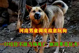 一口咬住不放当场死亡，原因果真狂犬导致，河南男童调皮故意玩狗视频封面