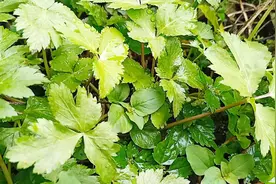 被蛇咬伤怎么办？不用急，找野草“鸭儿芹”就行了视频封面