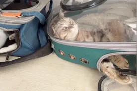 养二只公猫的无奈，恩爱两分钟干架两小时，一个打不怕一个打不服视频封面