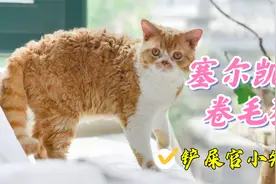 摸一下就想拥有的披着羊皮的猫，百变小猫塞尔凯克卷毛猫视频封面