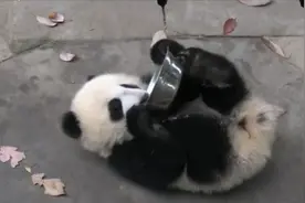 油管评论：熊猫宝宝求奶不成嘤嘤大叫，网友表示太过可爱无法承受视频封面