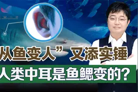 人类耳朵曾是喘气的？从鱼变人又添一证，看鱼鳃是如何变人耳的！视频封面