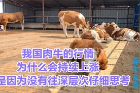 我国肉牛的行情为什么会持续上涨，那是因为没有往深层次仔细思考视频封面
