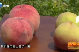 立秋过后，带您寻找口感超好的天津本地晚桃