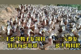 三千多只鸭子一天要吃多少饲料呢？让我们近距离来观察一下