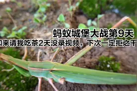 蚂蚁城堡大战：聚纹蚁趁“幽暗冲淋”兵力稀少竟敢钻进洞穴内打探