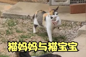 猫妈把所有孩子叼给主人帮忙照看，宝宝也太可爱，太治愈了视频封面