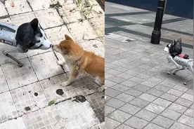 家里不让养宠物，小伙无奈养起机器狗，其他狗子：见鬼了！？视频封面