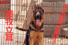 关于德牧立耳：小德牧几个月立耳最好？这是我听过最好的答案！视频封面