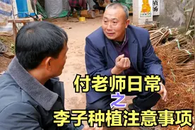 付老师日常之李子种植注意事项视频封面